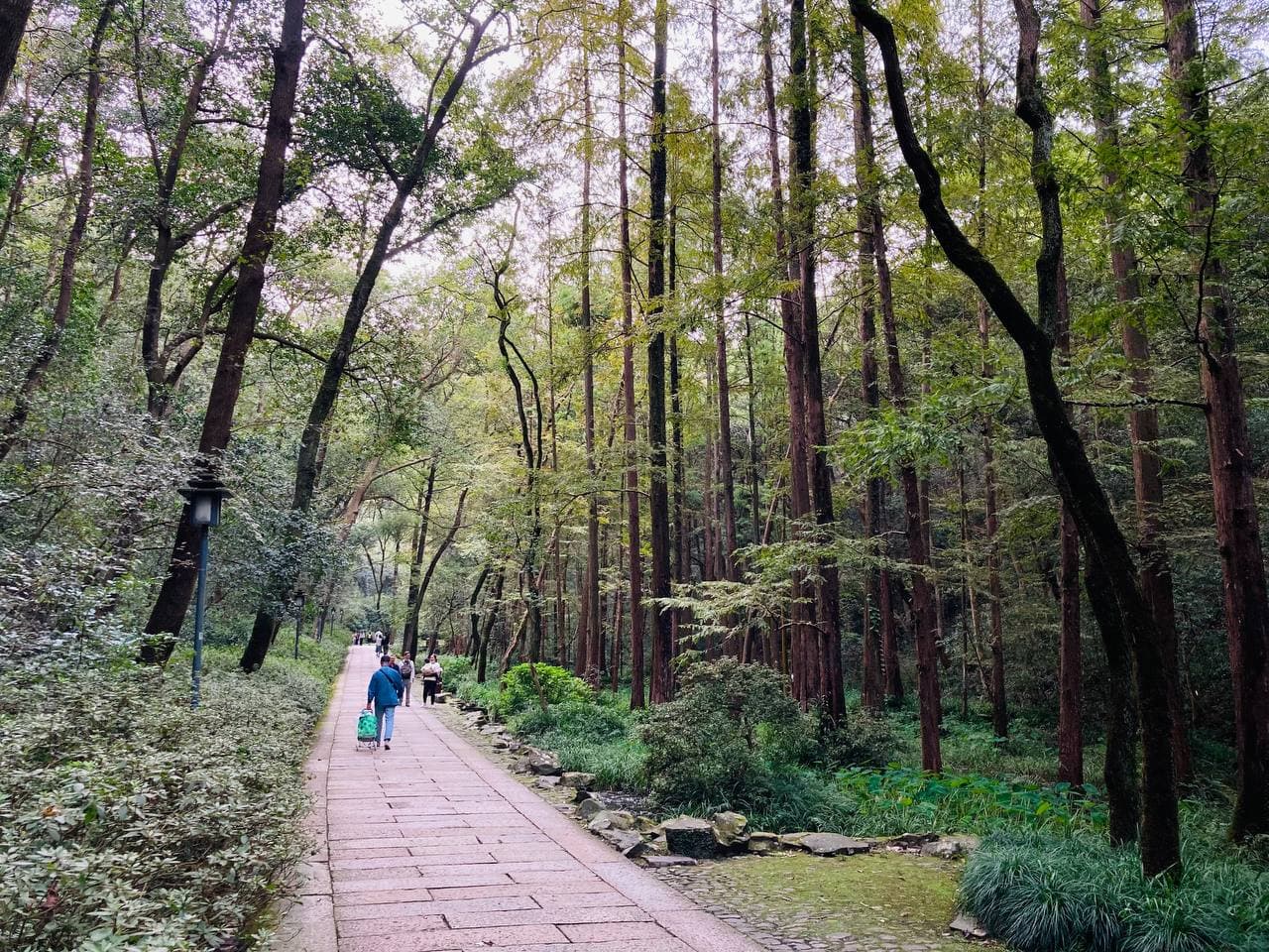 一张包含自然景色：树木、石头和苔藓的风景图片，还包括人行步道和行人。高大的水杉直向天际